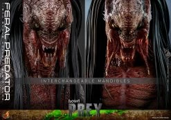 Hot Toys Prey - Feral Predator 1/6 Scale Figure -Toy Store feral predator sixth scale figure by hot toys predator gallery 6537f4b4a0a78